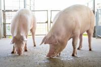 Steady pork supplies signal bargains for consumers, puzzle for producers