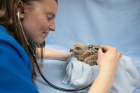 National Aviary hospital to secure leadership in conservation and research with $500K boost