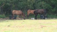 6 campers, 1 staffer injured while riding horses in New Hampshire Lakes Region