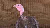 Gravy, the infamous Middletown turkey that loves traffic, has forever home
