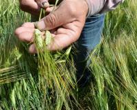 Barley crop tour brings together international and local production chain