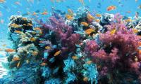 Environment Min. discusses with UN the establishment of a fund to protect coral reefs