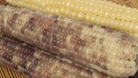 Corn Is the Taste of Home