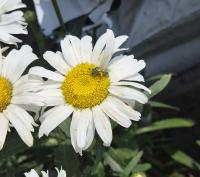 News Release: Master Gardeners: Pollinators, Buzzing and Beauty