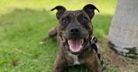 Hawaiian Humane Society urges residents to look out for lost pets after the storm
