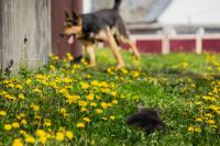 German shepherd mix thinks she’s being stealthy while gopher completely plays along