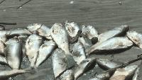 Heat, low oxygen eyed as DNR probes menhaden die-off in Turkey Creek