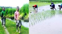 Farmers complete 96pc Aman seedling planting in Rangpur region