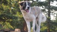 Great Pyrenees Foster Puppy Digs in the Yard For the First Time Since Losing a Leg to Amputation, and Everyone's Crying