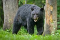 Hungry Bear Breaks into Kentucky Home and Eats Woman’s Leftover Fried Chicken: ‘A Little Sad Over My KFC’