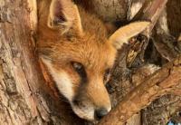 Trapped fox freed by firefighters with cutting equipment