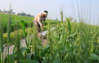 SC asks Centre to respond to PIL seeking MSP for all notified crops based on Swaminathan panel formula