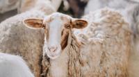 Sheep farmers urged not to delay shearing amid bluetongue concerns