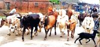 Stray cattle become nuisance on Nepalgunj roads
