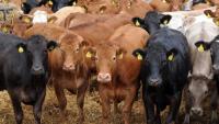 Agri X Fusion unveils red meat collaboration summit in September