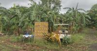 Seguin Family Farms owner faces Hurricane Lala's aftermath in Waiahole