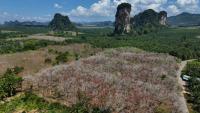 Why carbon markets alone won’t save Southeast Asia’s concessions forests
