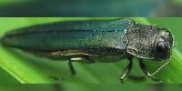 Maine officials propose lifting Emerald Ash Borer quarantine amid mixed public feedback