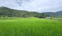 Solar lift irrigation: A game-changer for rural agriculture