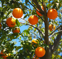 South African citrus gets fresh route into India after decade-long talks
