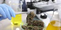 Frequent cannabis users may wake with higher stress hormone levels