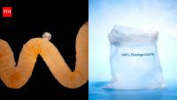 Nature’s biodegradable plastic may hold clues to Earth’s crisis