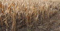 Britain can’t afford to lose control of its wheat