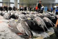 Pacific bluefin tuna quota hike raises hope for lower prices