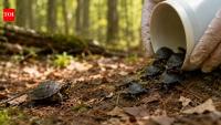 In 2011, a tiny turtle disappeared into the Massachusetts wild. 15 years later, her daughters were released into the wild
