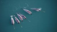 New research discovers the twisty secret behind the narwhal's unusually straight tusk