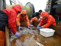 NOAA Scientists Discover Repeat Spawning in Pacific Capelin