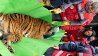 After years in cramped cages, 30 lions and tigers begin journey from Argentina to Colorado and South Africa