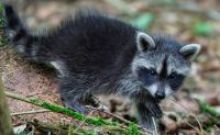 Mississippi's 'Raccoon Boot Camp' teaches orphaned kits how to climb, forage, and swim