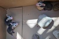 Baby opossums tumble into South Dakota tattoo shop, and staff become an unlikely rescue crew