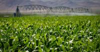 Growing food in a hotter, drier Utah calls for crops that survive like desert plants