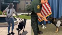 Florida K-9 Ace returns home after taking a bullet for 3 deputies and losing a front leg