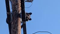Young bear rescued atop Colorado power pole as drought drives more sightings