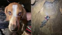 Indiana dog survives 50-foot cave fall, gets pulled out unhurt by rescue team