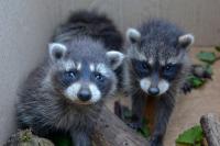 Iowa volunteers spend $250 on formula every 4 days amid surge of baby raccoons