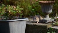 'Giant rats' keep New York families out of their yards as county officials investigate