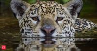 In 1986, a biologist with a severe stutter persuaded Belize to create the world's first jaguar preserve, then he envisioned a 5,000-mile wildlife corridor