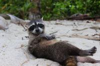 Texas urges beachgoers to stop feeding raccoons after documenting 7 bites in 2 weeks