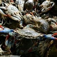 Italian scientists bet on octopus to fight crab invasion
