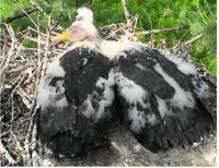 Korea, Mongolia partner to bring back endangered bird after 5-decade absence