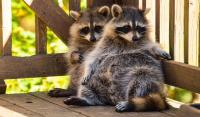 New York raccoons may be showing one of domestication's earliest signs