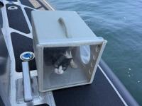 After the Rescue: What’s Next for Tacoma’s Boat Cats?