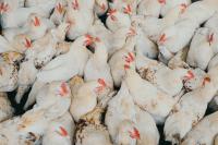 North Carolina poultry industry grows as manure oversight lags, report finds