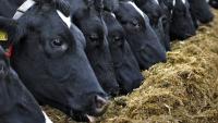 40% of farmers have significant fodder deficit - IFA