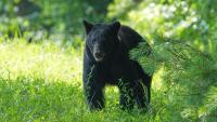 Black bear attacks, injures man at Colorado apartment complex