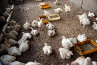 Global supply chain disrupting T&T’s chicken supplies, says WGM